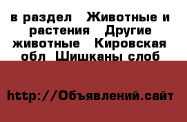  в раздел : Животные и растения » Другие животные . Кировская обл.,Шишканы слоб.